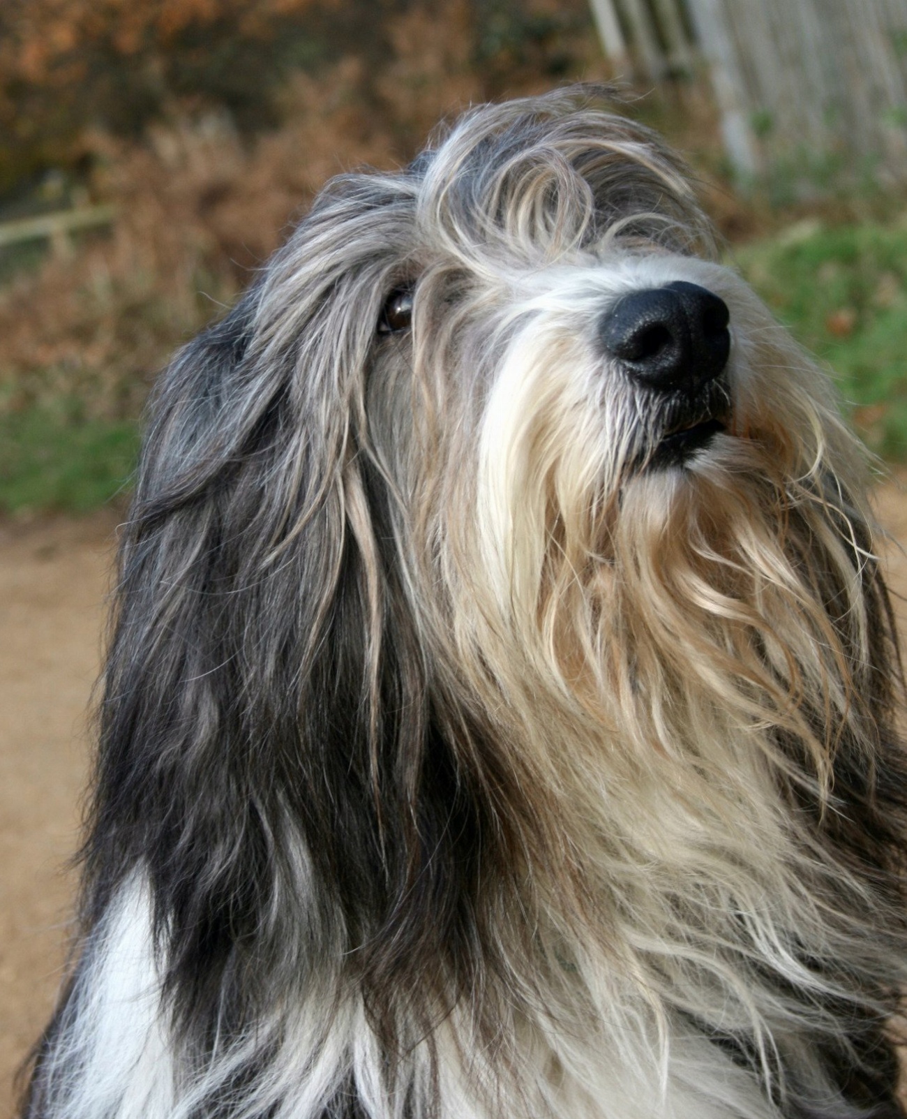 Bearded Collie : guide race de chien