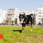 Beauceron : guide race de chien