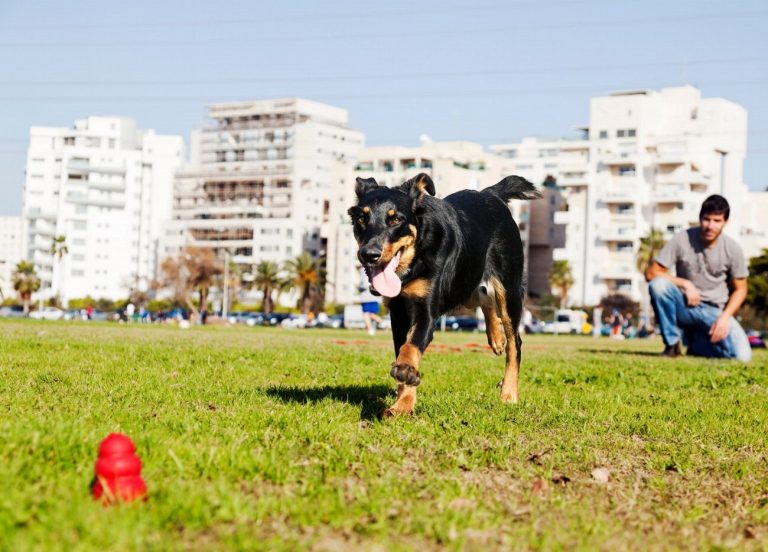 Beauceron : guide race de chien