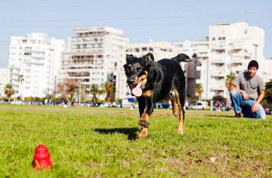 Beauceron : guide race de chien