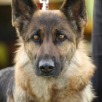 Berger Allemand : guide race de chien