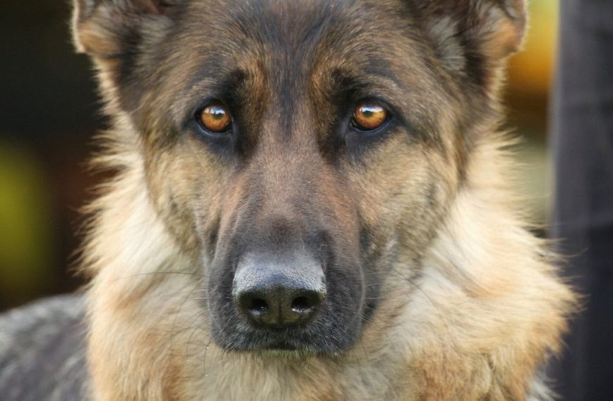 Berger Allemand : guide race de chien