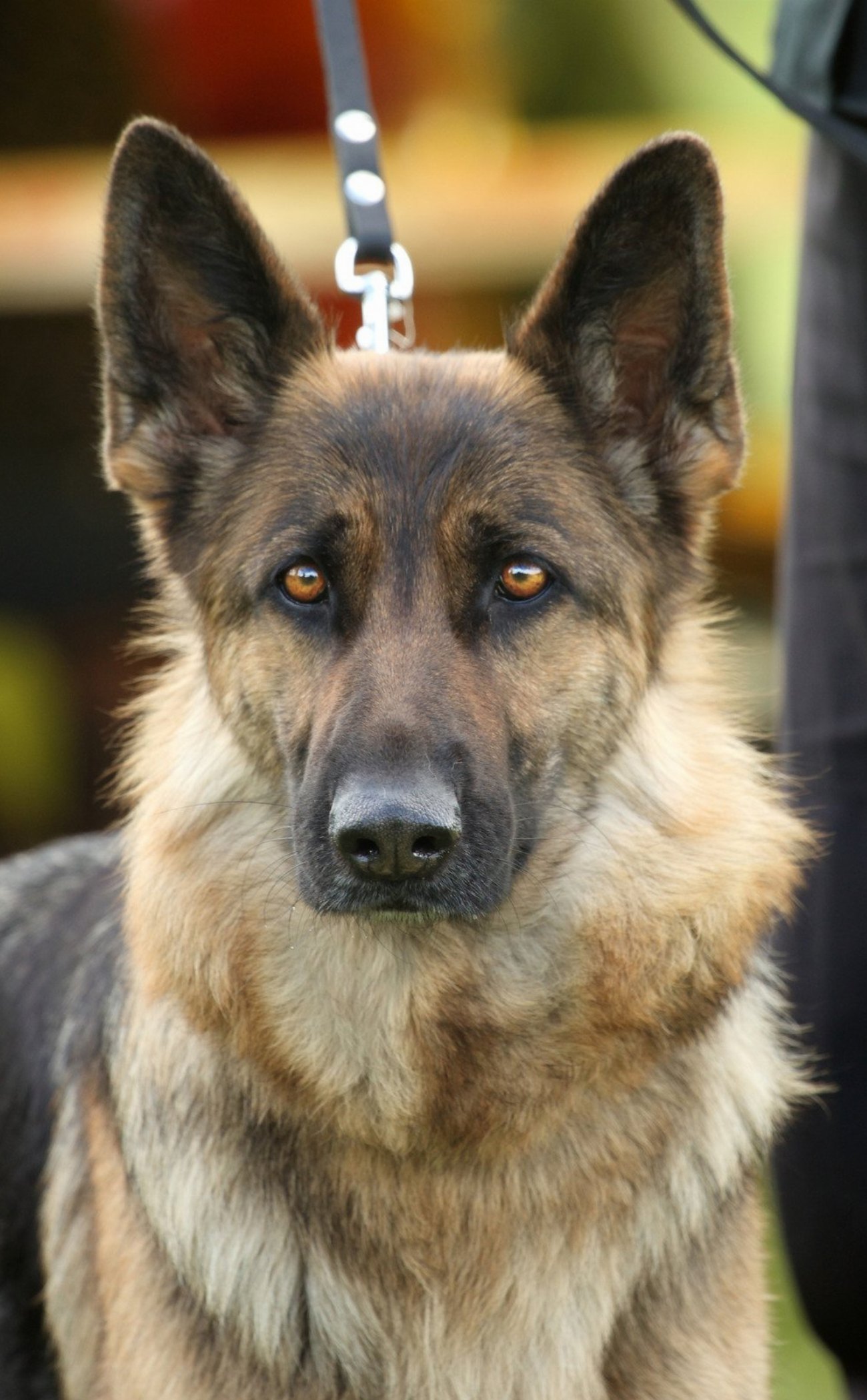 berger-allemand-guide-race-de-chien