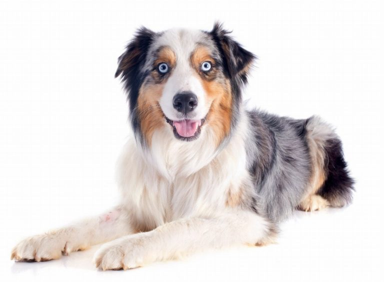 Berger Australien : guide race de chien