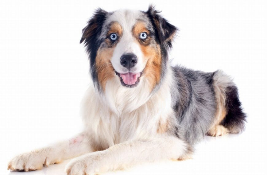 Berger Australien : guide race de chien