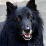 Berger Belge Groenendael : guide race de chien