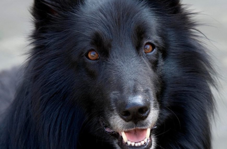 Berger Belge Groenendael : guide race de chien