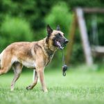 Berger Belge Laekenois : guide race de chien