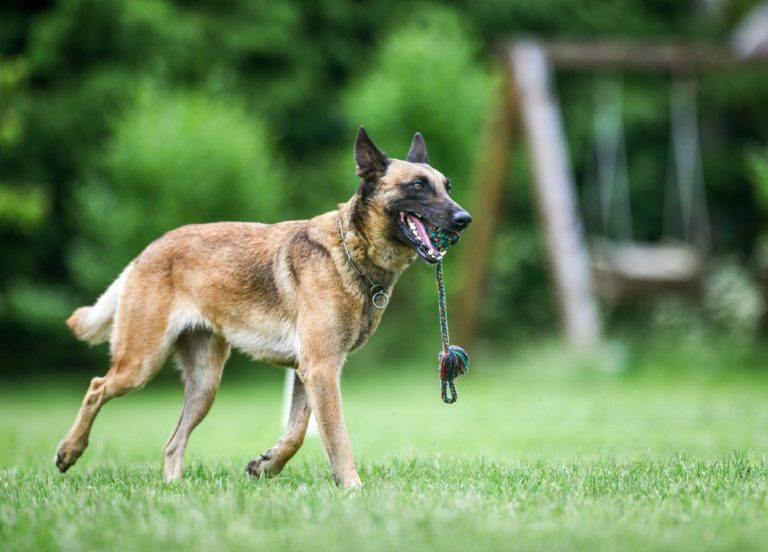 Berger Belge Laekenois : guide race de chien