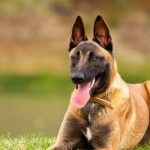 Berger Belge Malinois : guide race de chien