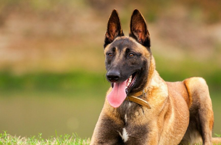 Berger Belge Malinois : guide race de chien