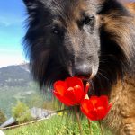 Berger Belge Tervueren : guide race de chien