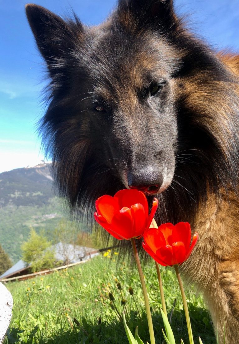 Berger Belge Tervueren : guide race de chien