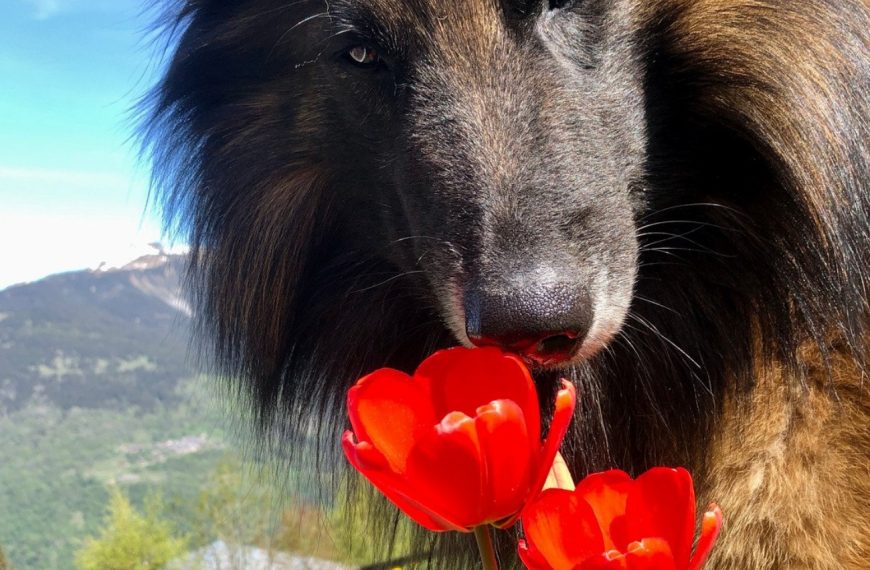 Berger Belge Tervueren : guide race de chien