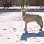 Berger Blanc Suisse : guide race de chien