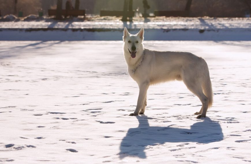 Berger Blanc Suisse : guide race de chien