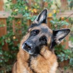 Berger Catalan : guide race de chien