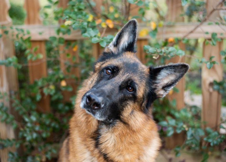 Berger Catalan : guide race de chien