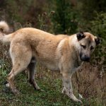 Berger d&rsquo;Anatolie : guide race de chien