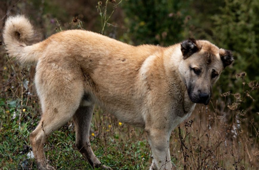 Berger d&rsquo;Anatolie : guide race de chien
