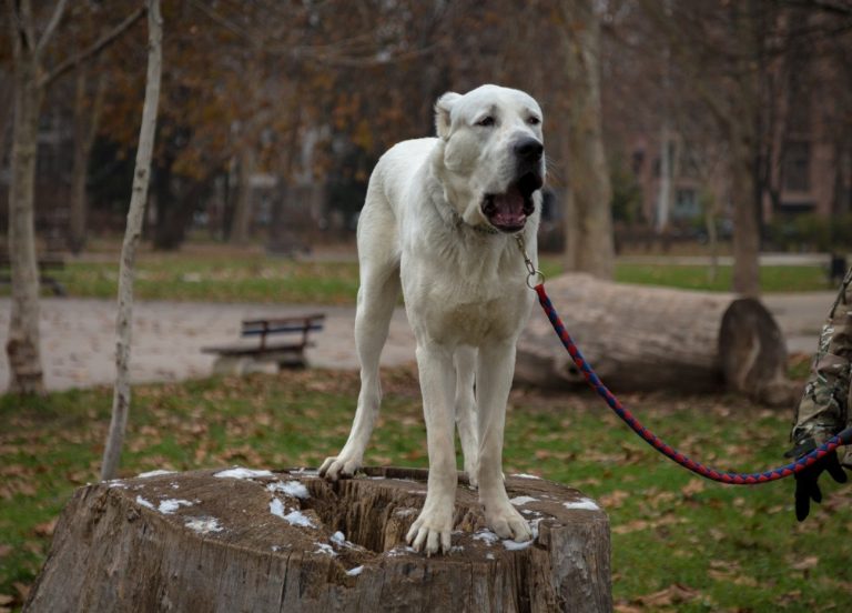 Berger d’Asie Centrale : guide race de chien