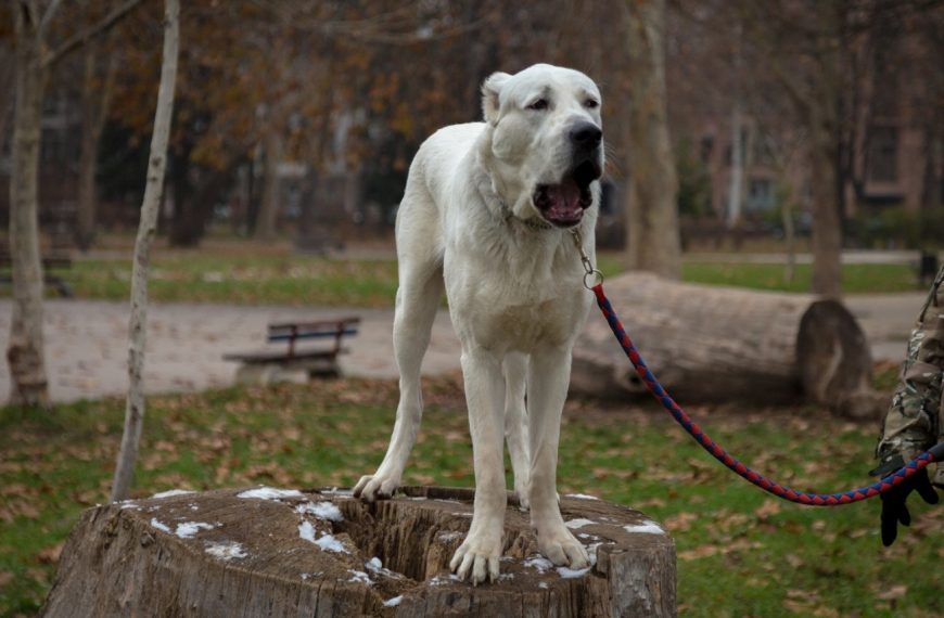 Berger d’Asie Centrale : guide race de chien
