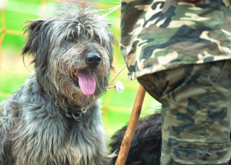 Berger de Bergame : guide race de chien
