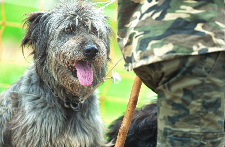 Berger de Bergame : guide race de chien