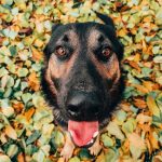 Berger de l&rsquo;Atlas : guide race de chien