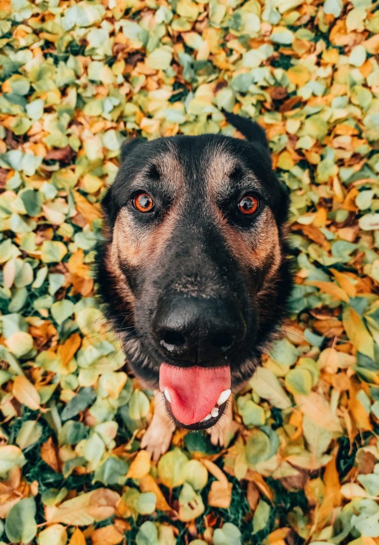 Berger de l’Atlas : guide race de chien