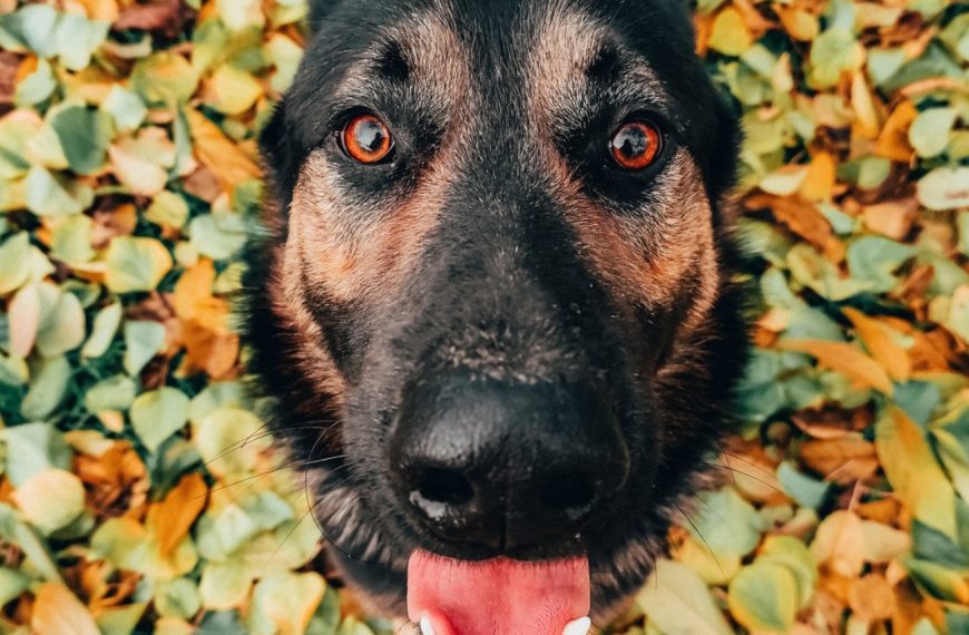 Berger de l’Atlas : guide race de chien