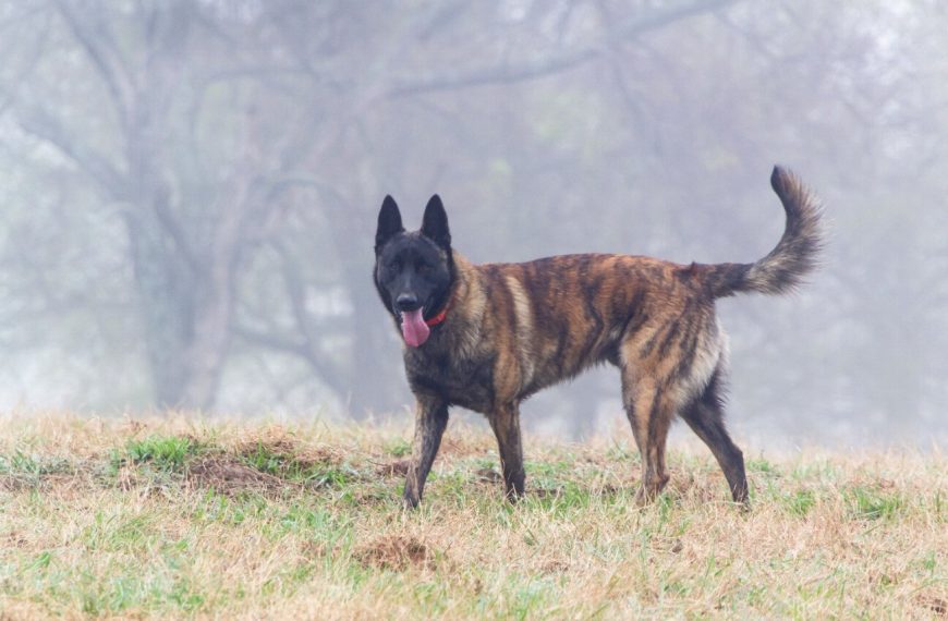 Berger de Maremme et des Abruzzes : guide race de chien