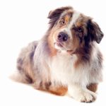 Berger de Picardie : guide race de chien