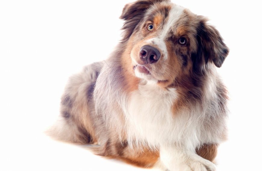 Berger de Picardie : guide race de chien