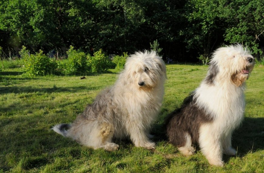 Berger de Russie : guide race de chien