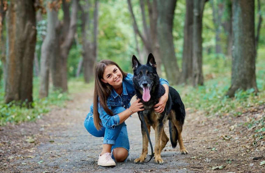 Berger de Savoie : guide race de chien