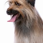 Berger des Pyrénées : guide race de chien