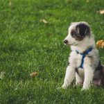 Berger des Shetland : guide race de chien