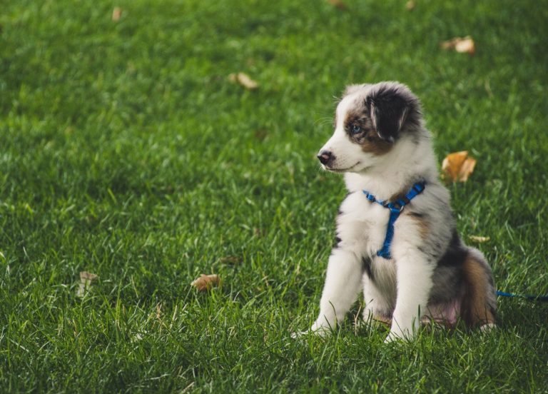 Berger des Shetland : guide race de chien