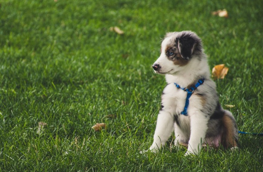 Berger des Shetland : guide race de chien