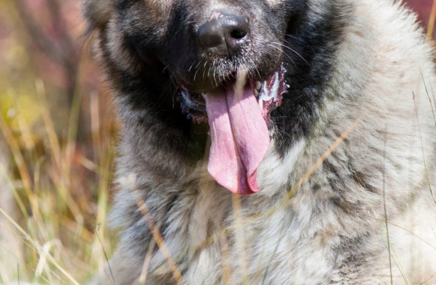 Berger du Caucase : guide race de chien