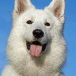 Berger du massif du Karst : guide race de chien