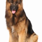 Berger finnois de Laponie : guide race de chien