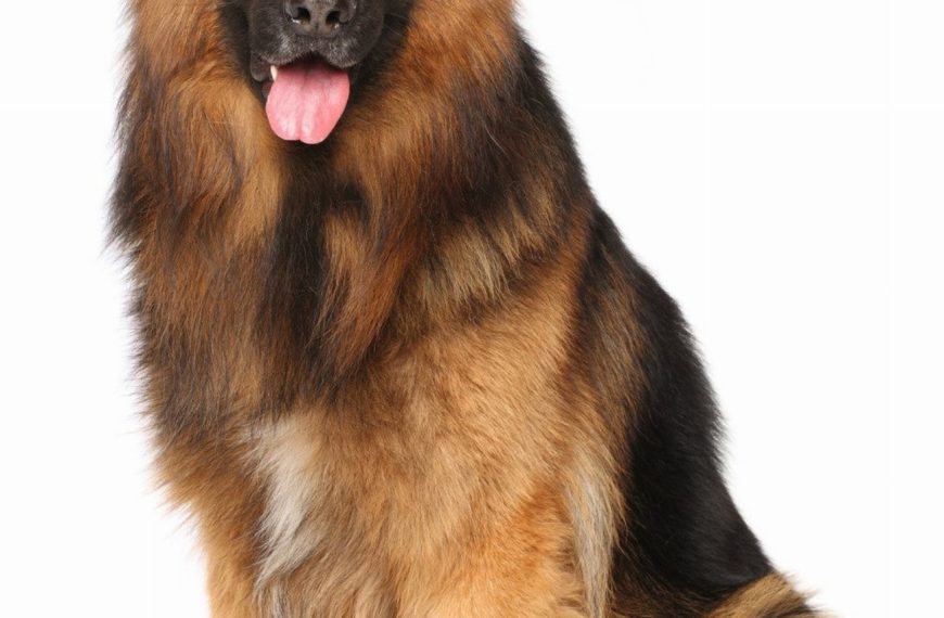 Berger finnois de Laponie : guide race de chien