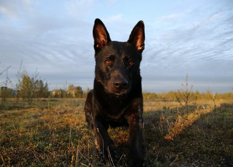 Berger Hollandais : guide race de chien