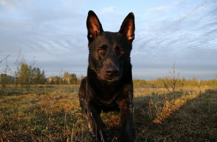 Berger Hollandais : guide race de chien