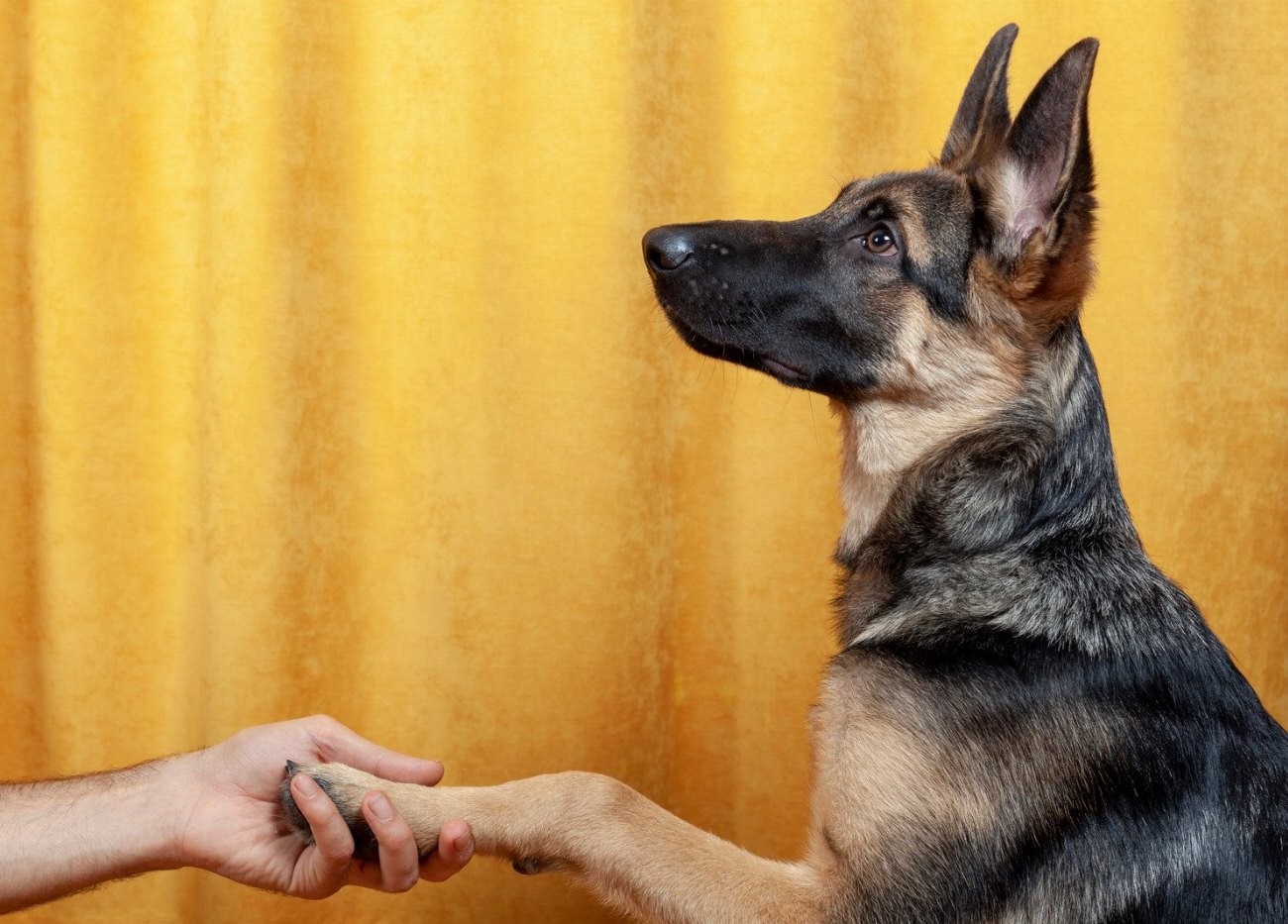 Berger Islandais : guide race de chien