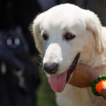 Berger Polonais de Plaine : guide race de chien