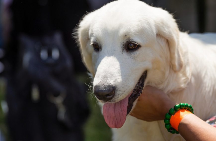 Berger Polonais de Plaine : guide race de chien
