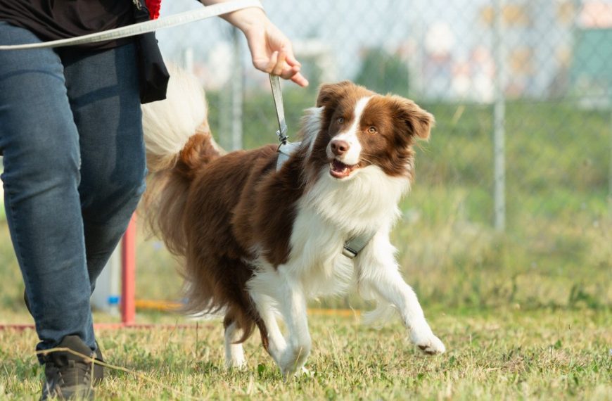 Berger Portugais : guide race de chien